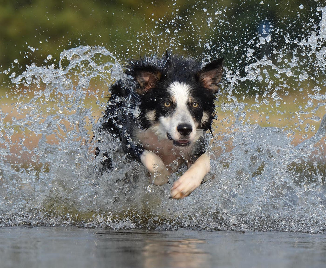 Waterproof Collars