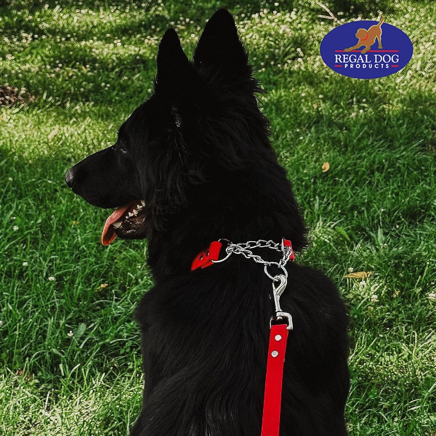 Regal Dog Products Waterproof Martingale Dog Collar –  With Chain