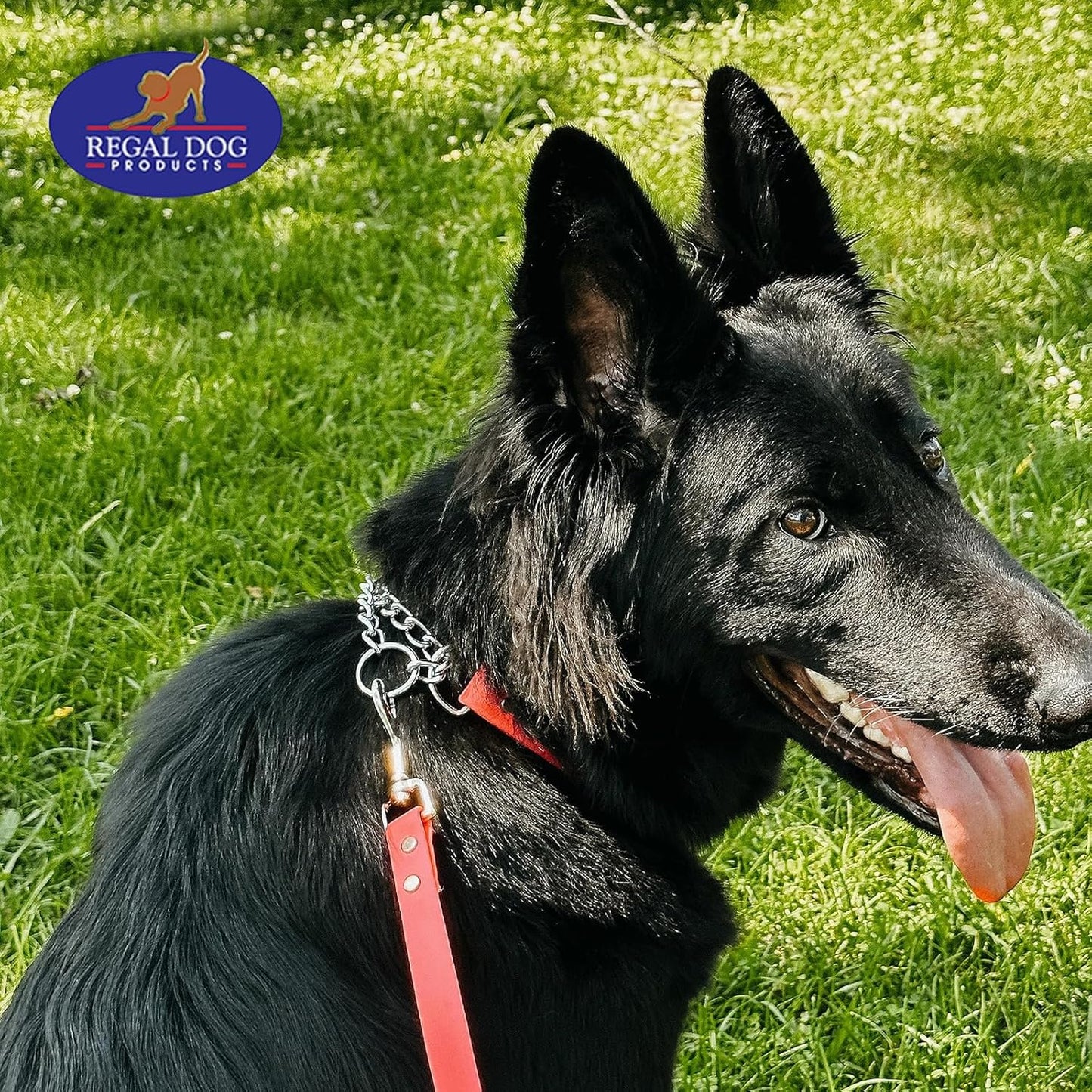 Regal Dog Products Waterproof Martingale Dog Collar –  With Chain