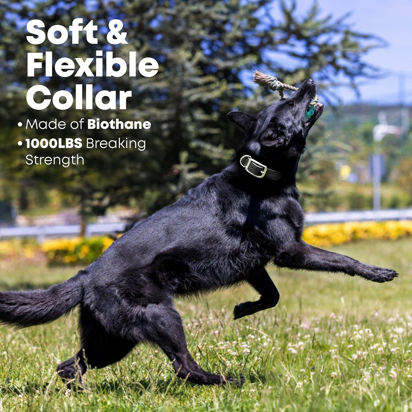 Regal Dog Products Waterproof Dog Collar - Custom Fit Vinyl-Coated Webbing Water Resistant, Double Buckle and D Ring