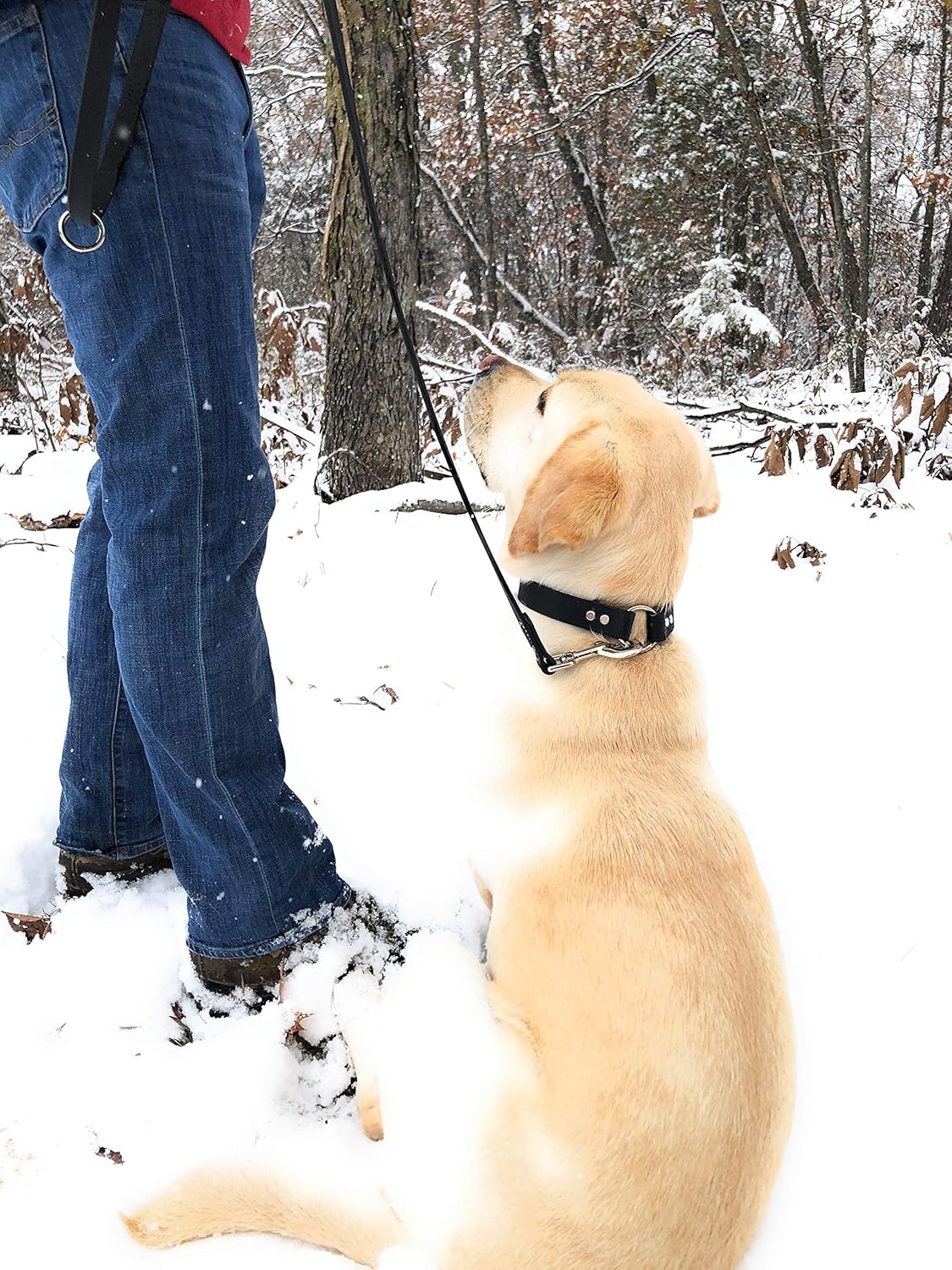 Regal Dog Products Waterproof Leash – 5 ft. Dog Leash with Vinyl-Coated Webbing